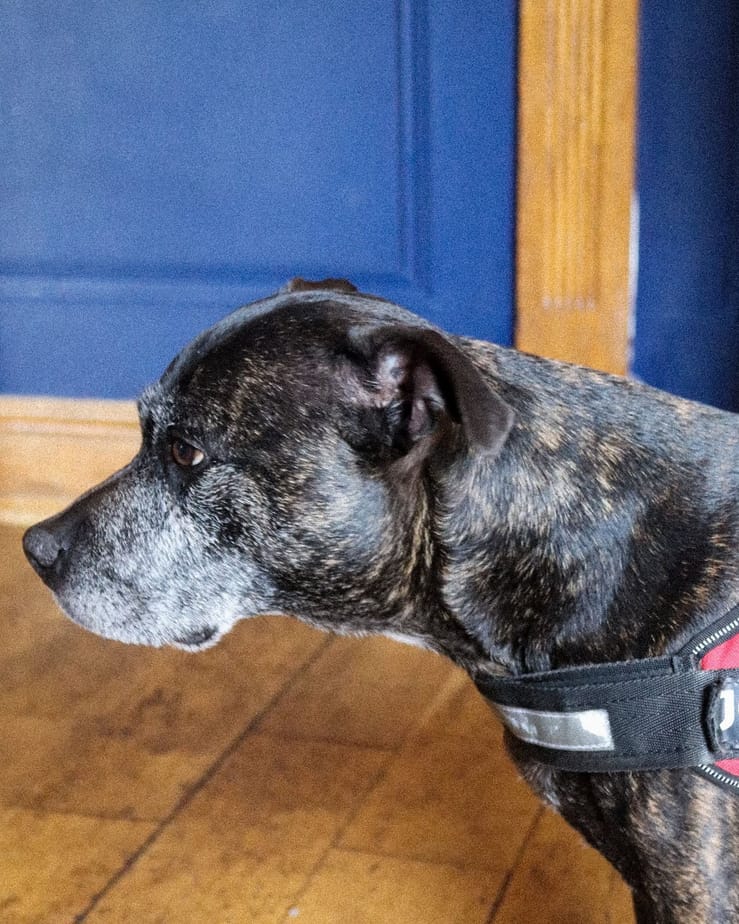 A brindle dog in a red harness standing on the wooden floor of the bar at The Ship Inn, beside the blue door